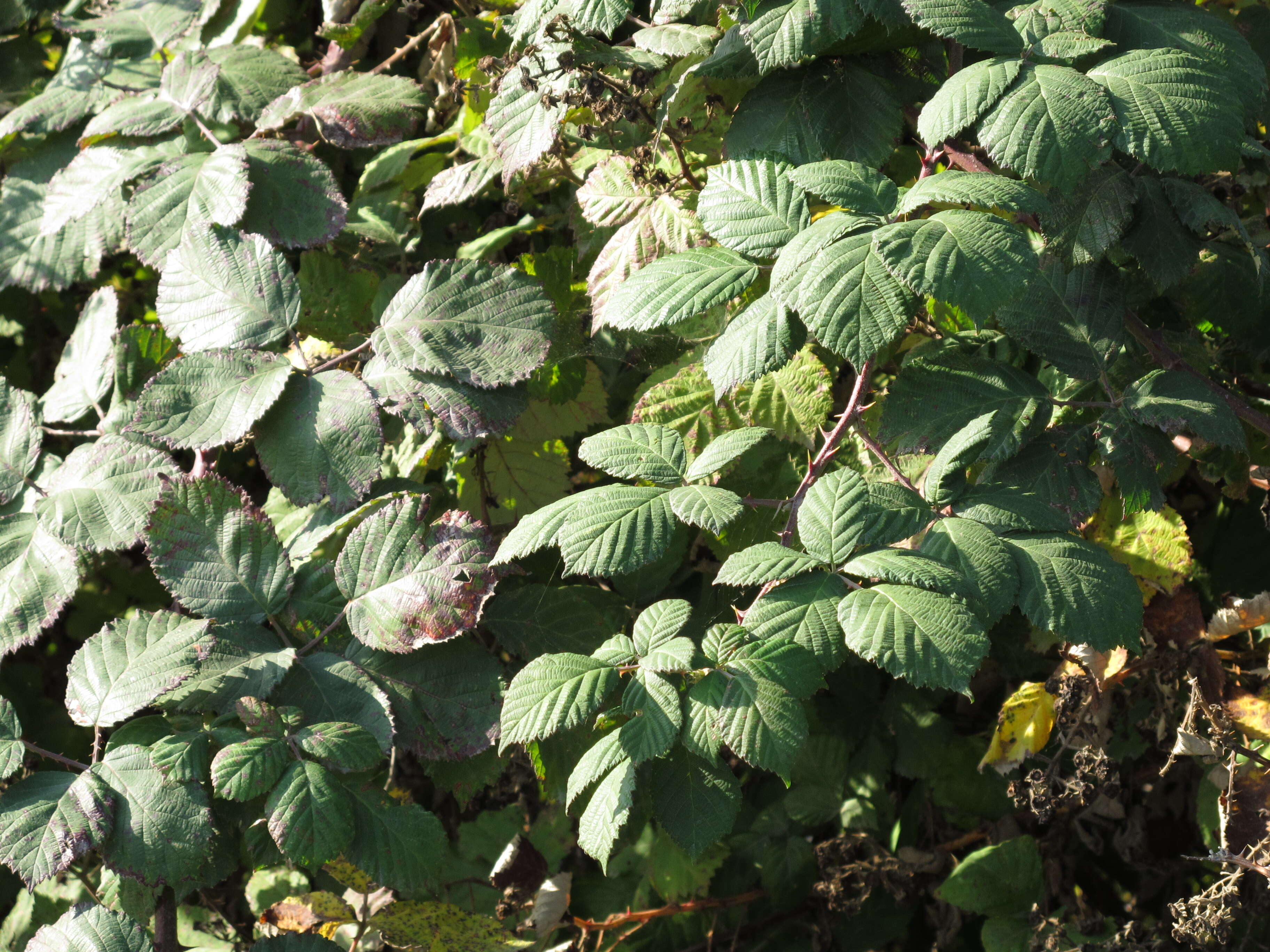 Image of Himalayan blackberry