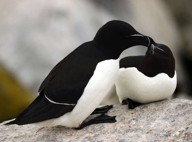 Image of Lesser auk