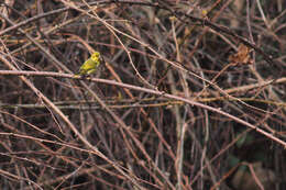 Image de Serin du Tibet