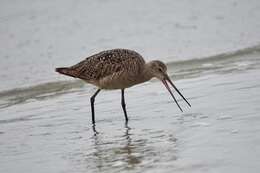 Image of Marbled Godwit