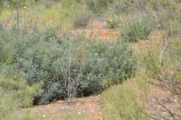 Image of Banksia serratuloides (Meissn.) A. R. Mast & K. R. Thiele