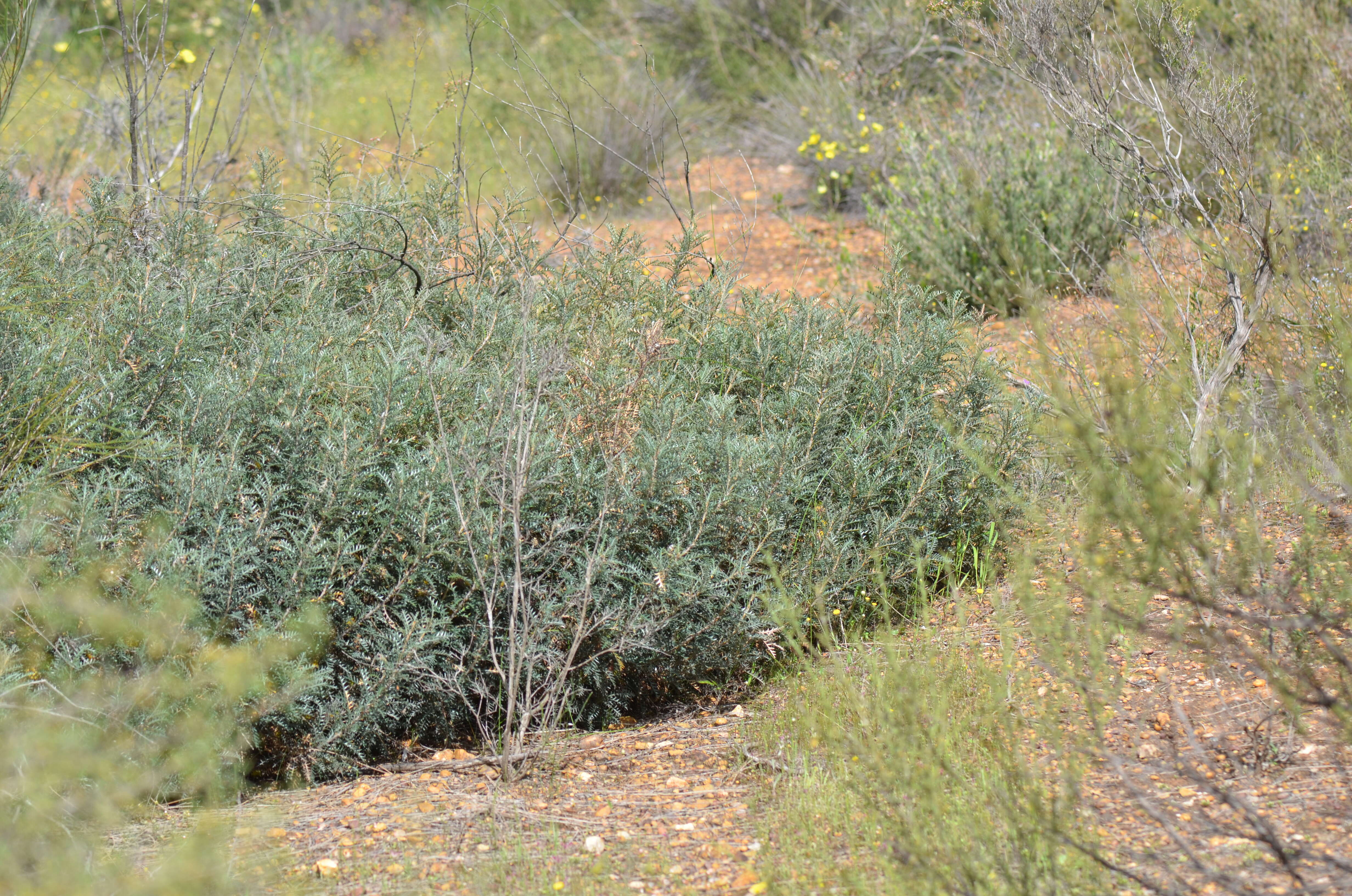 Image of Banksia serratuloides (Meissn.) A. R. Mast & K. R. Thiele