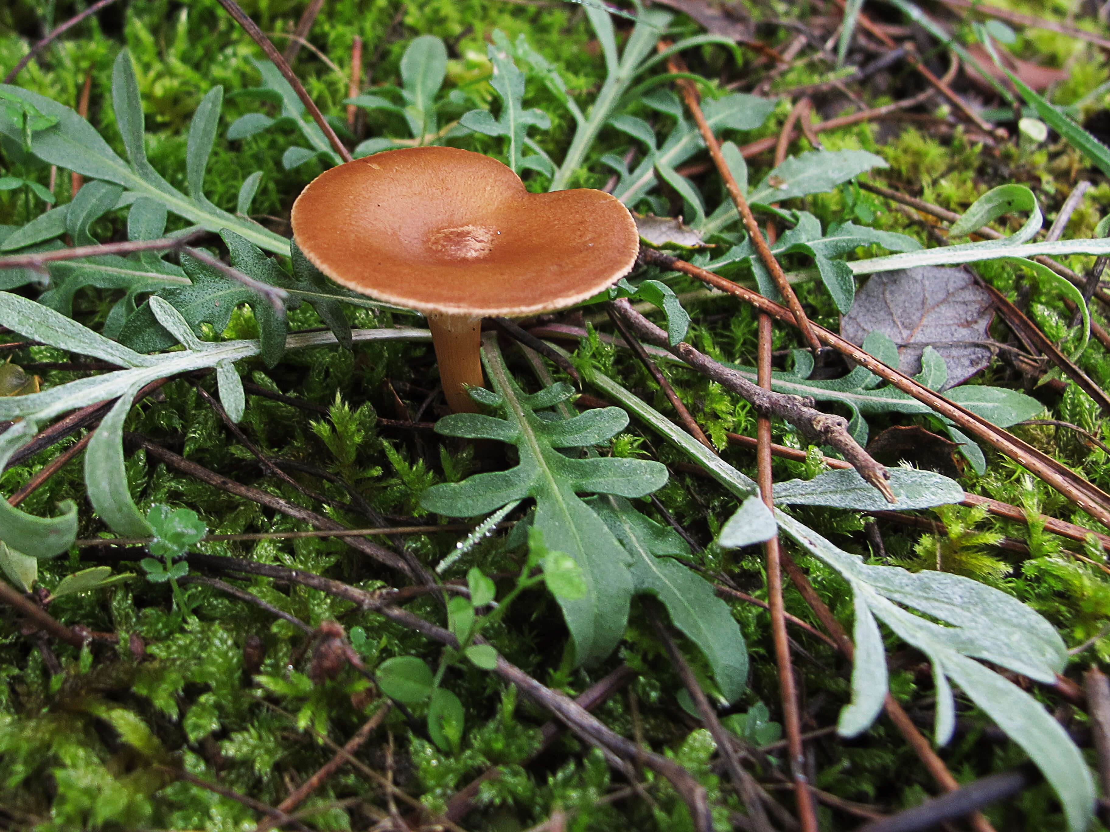 Слика од Clitocybe gibba (Pers.) P. Kumm. 1871