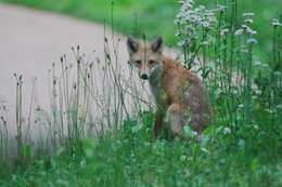 Vulpes vulpes schrencki Kishida 1924 resmi