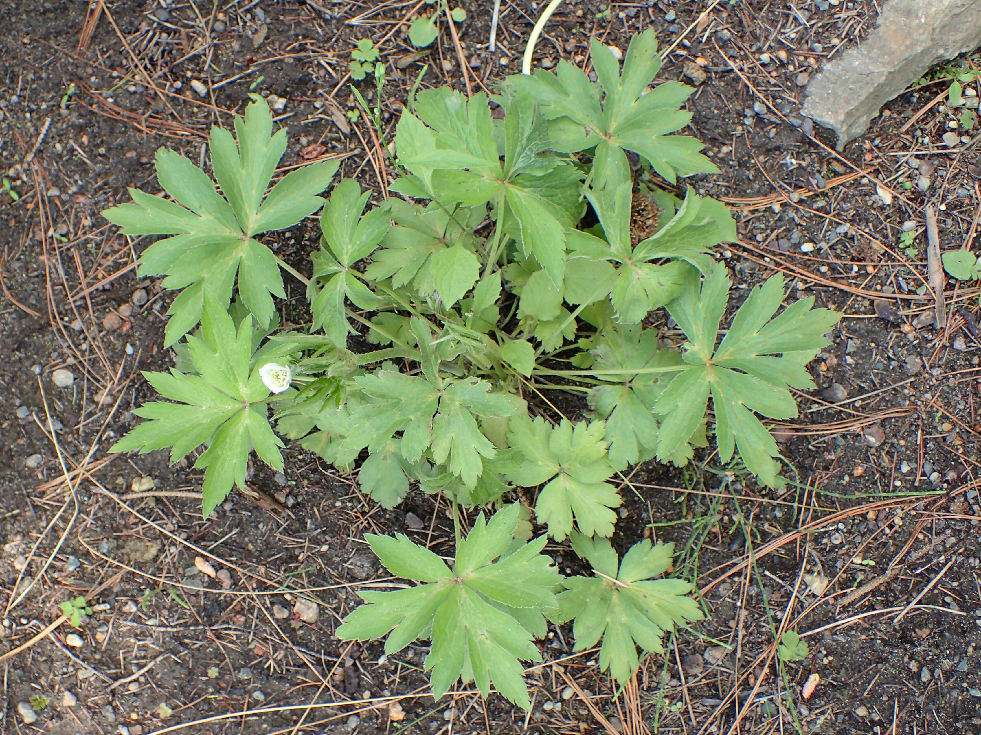 Image of <i>Anemone rivularis</i>