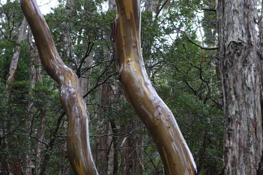 Image of Eucalyptus subcrenulata Maiden & Blakely