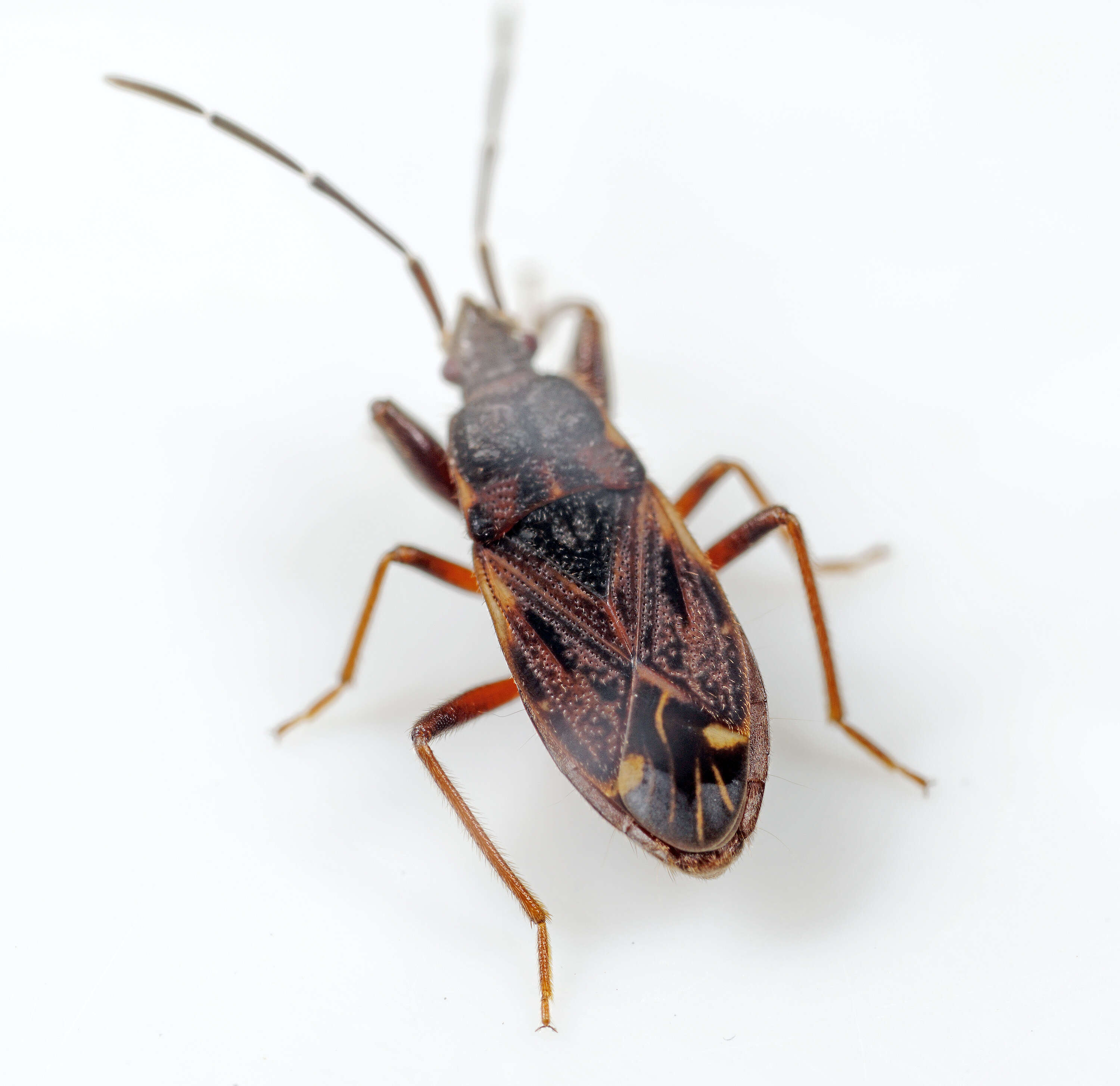 Image of Eremocoris fenestratus (Herrich-Schaeffer 1839)