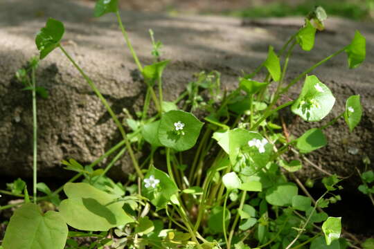 Image of Indian lettuce