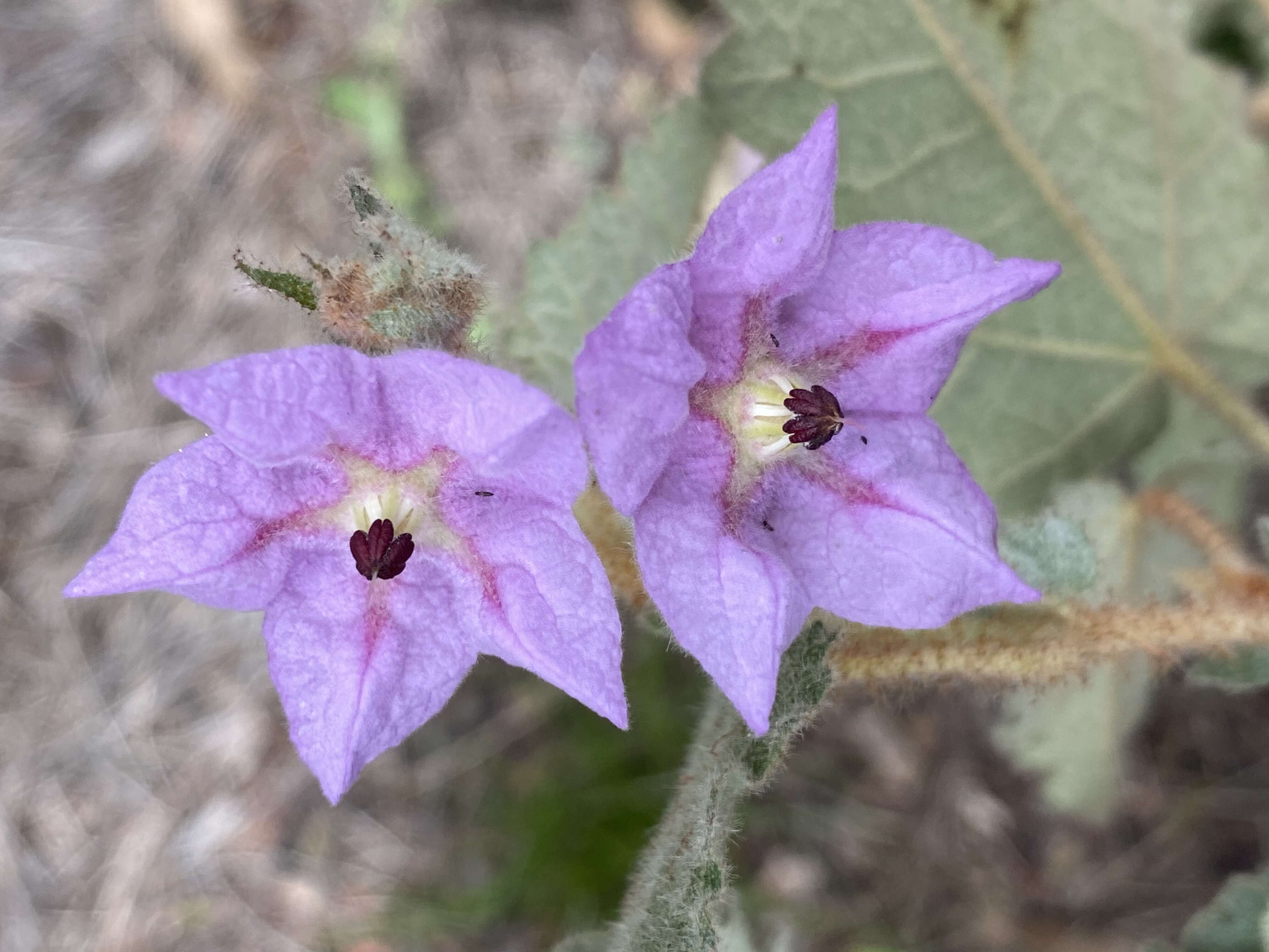 Image of Thomasia macrocarpa Hueg.