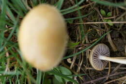 صورة Protostropharia semiglobata (Batsch) Redhead, Moncalvo & Vilgalys 2013