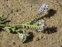 Image of salt heliotrope