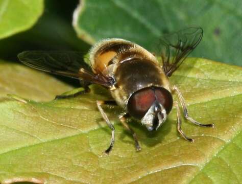 Image of <i>Eristalis horticola</i>