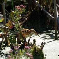 Image of Least Bittern