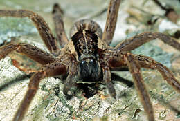 Image of Dolomedes minor L. Koch 1876