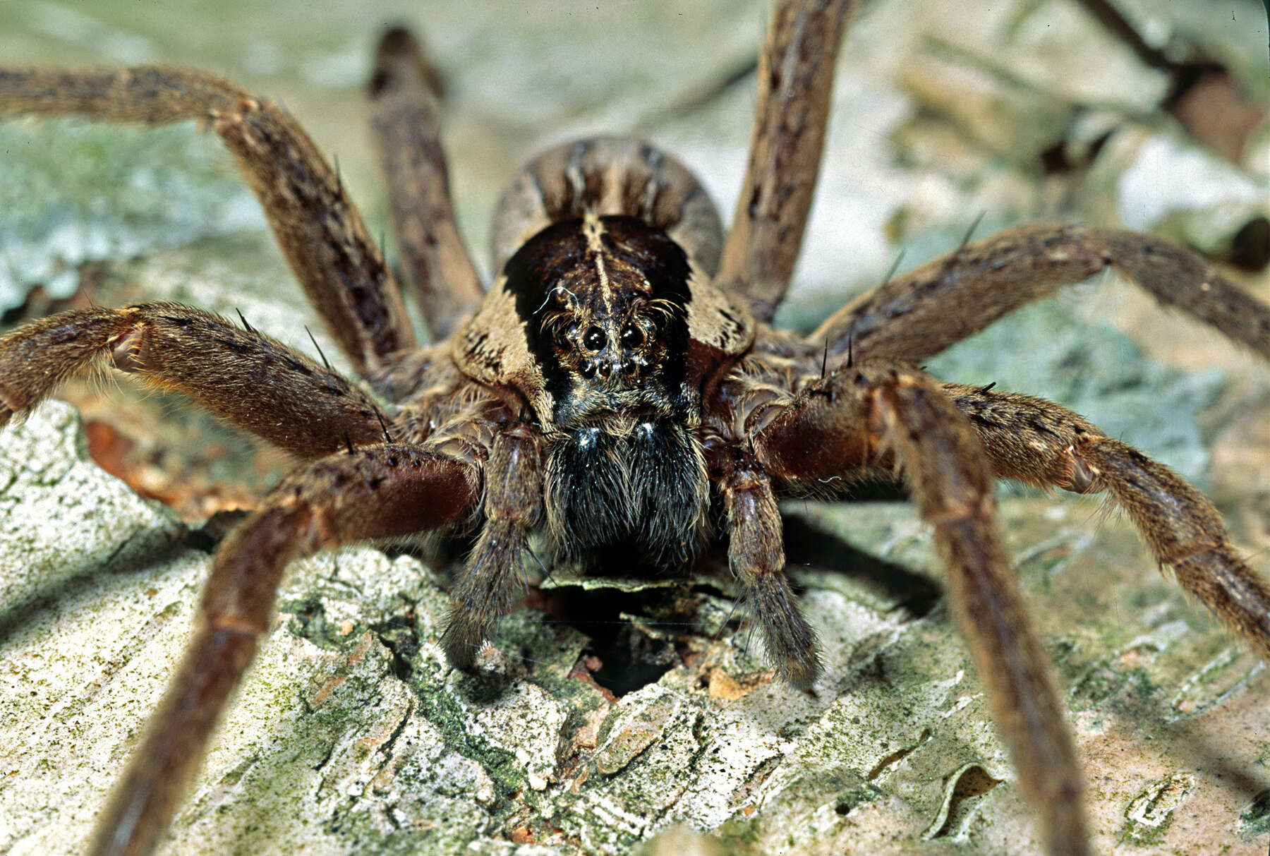 Image of Dolomedes minor L. Koch 1876