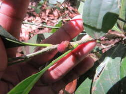 Image of Agrostistachys indica Dalzell