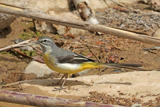 Image of Grey Wagtail