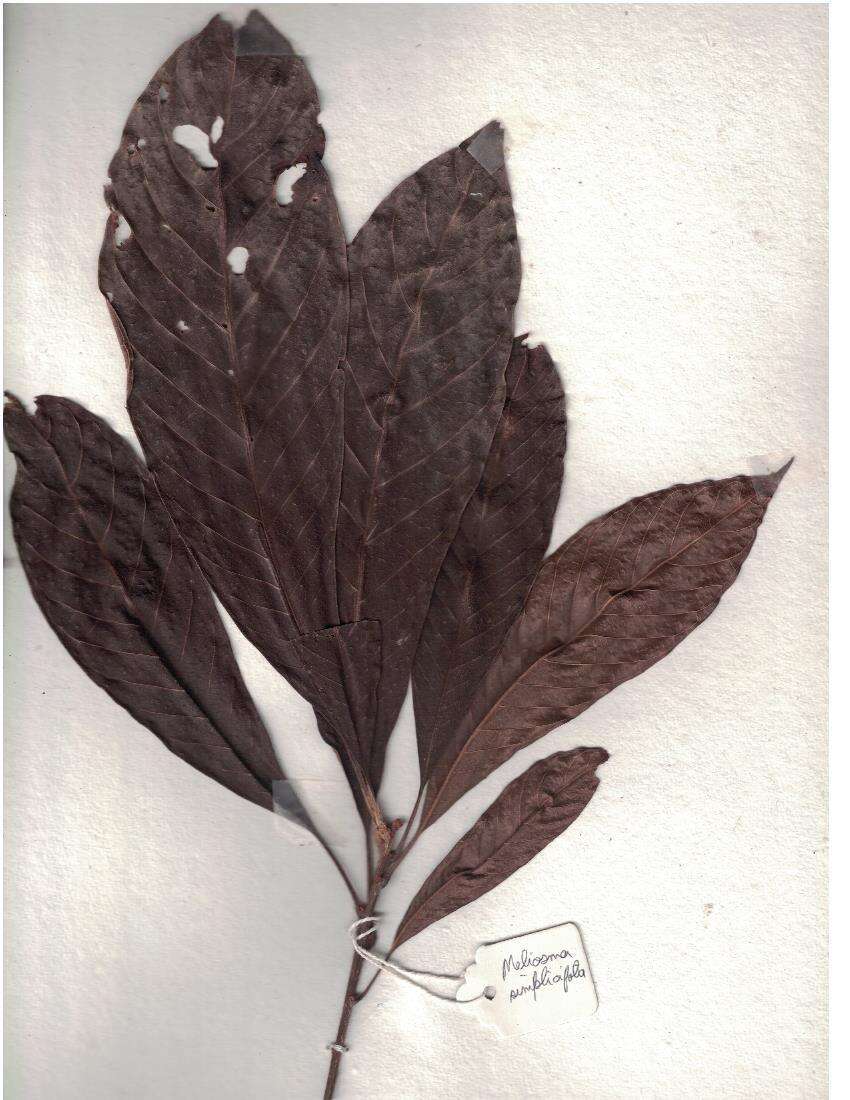 Image of Meliosma simplicifolia (Roxb.) Walp.