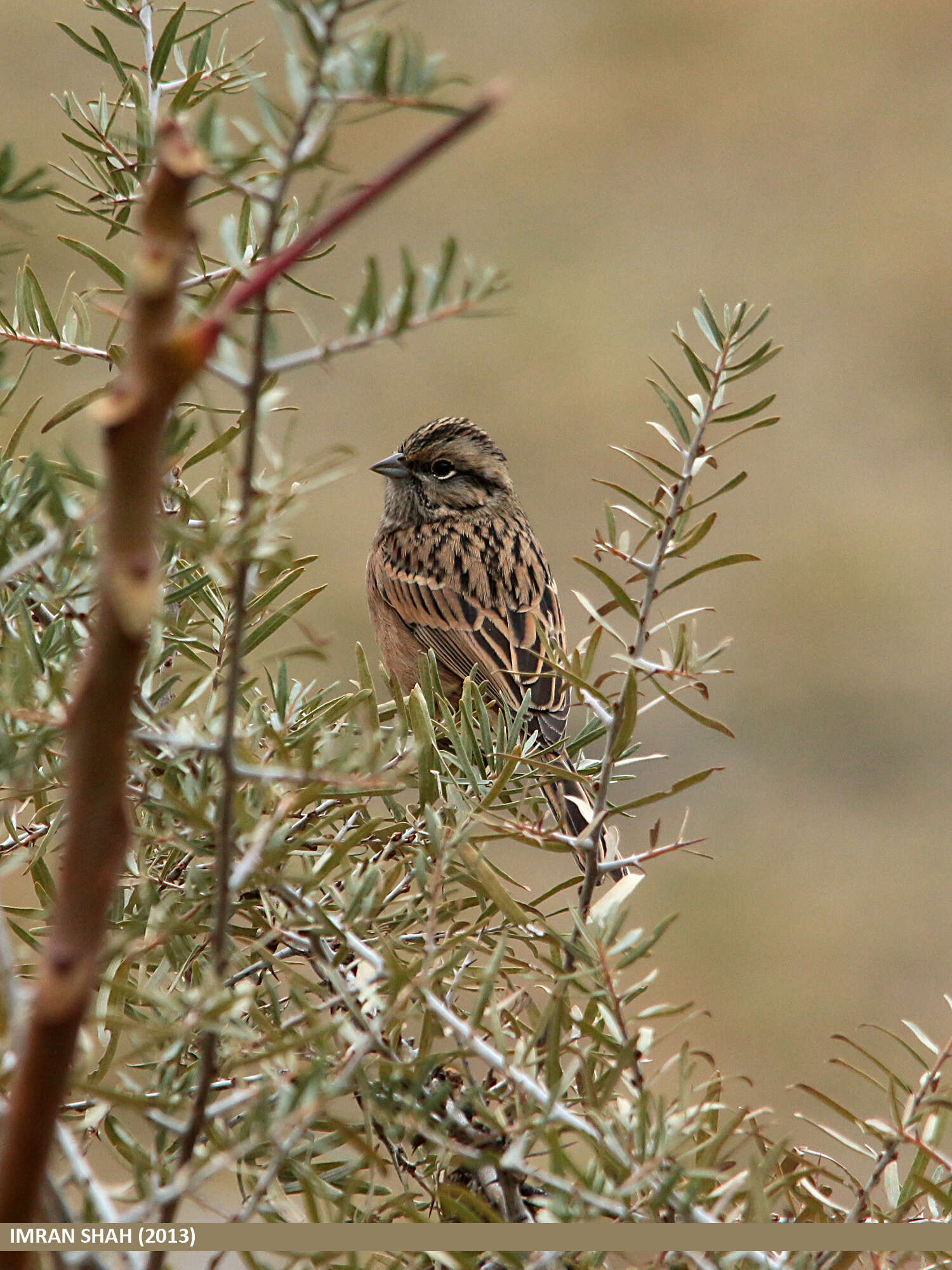 Image of European Rock Bunting