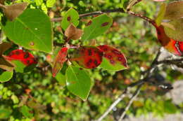 Sivun Rhaphiolepis indica var. umbellata (Thunb. ex Murray) H. Ohashi kuva