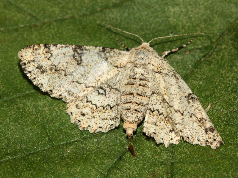 Image of Ascotis selenaria Schiffermüller 1775