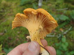 Image of Chanterelle