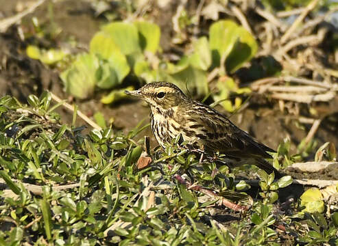 Image of Rosy Pipit