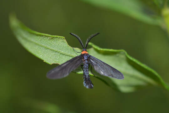 Image of Grapeleaf Skeletonizer