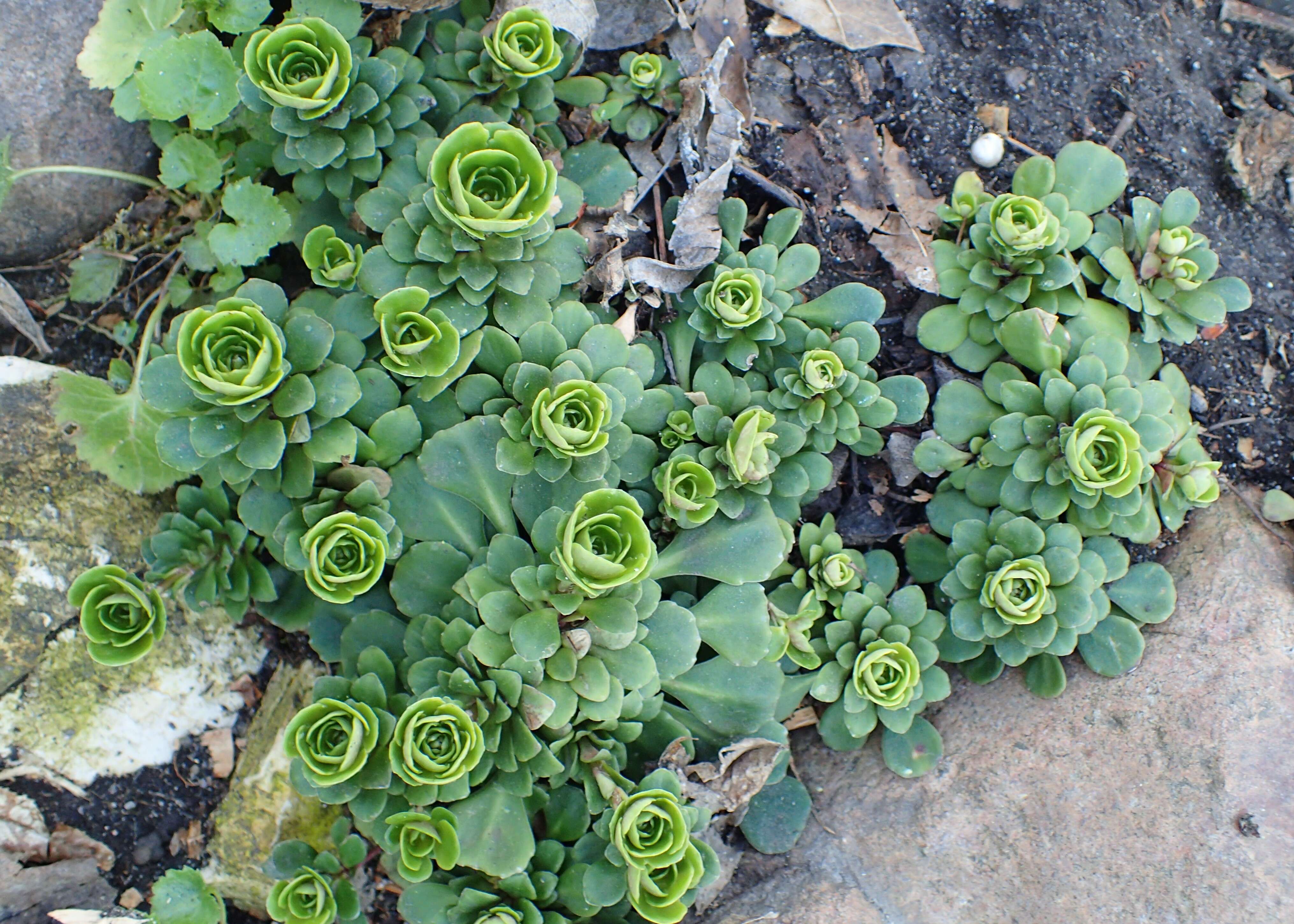 Image of Saxifraga cuneifolia L.