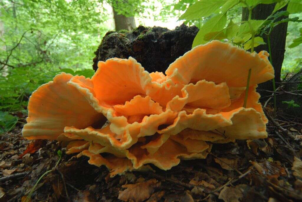 Image of Bracket Fungus