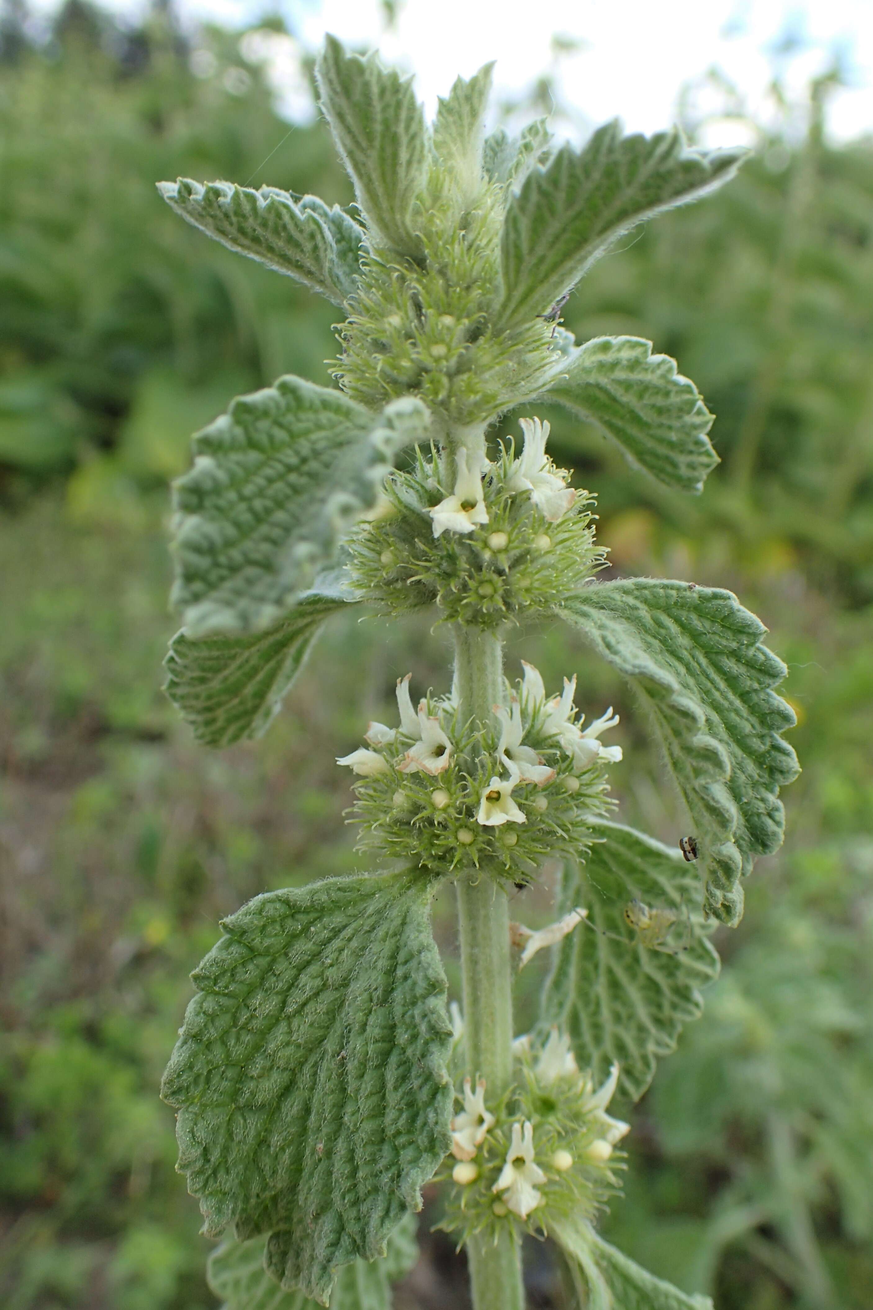 Image of horehound