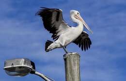 Image of Australian Pelican