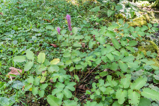 Слика од Sanguisorba hakusanensis Makino