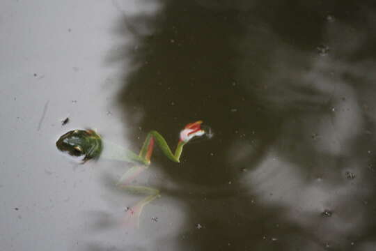 Image of Malabar Gliding Frog