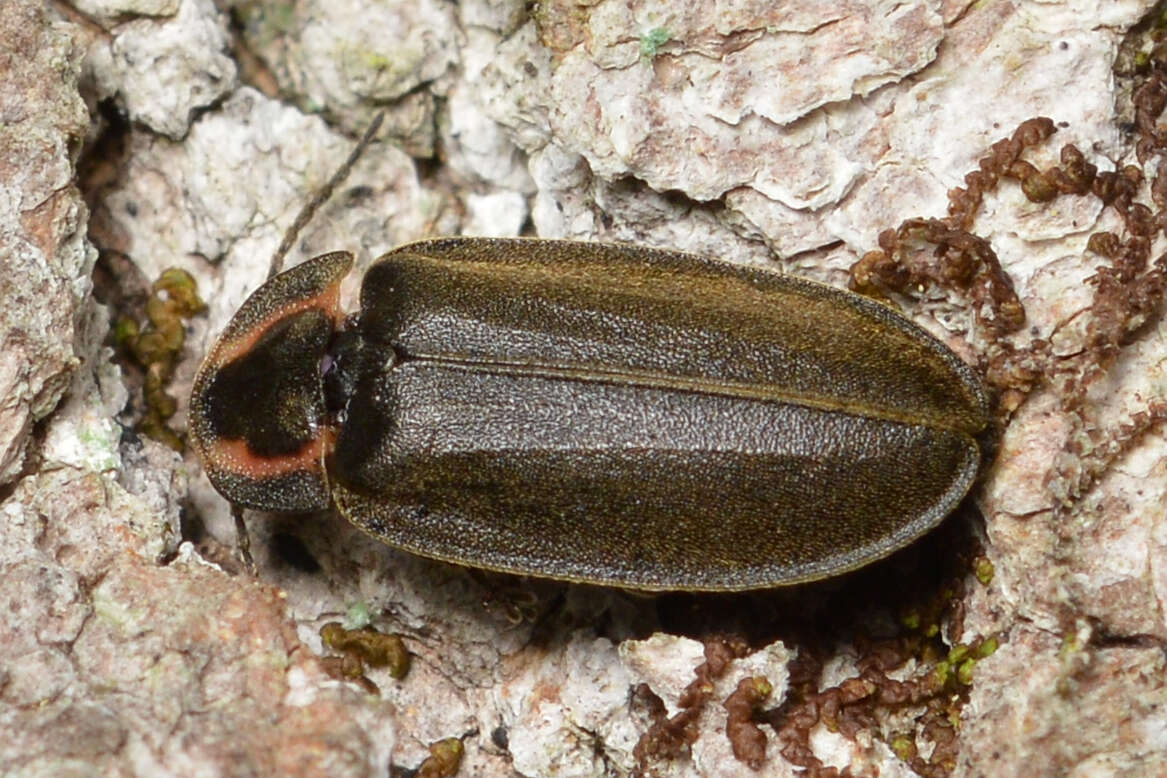 Image of Winter Firefly