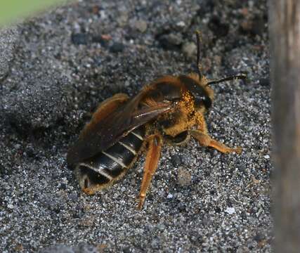 Image of Halictus rubicundus (Christ 1791)