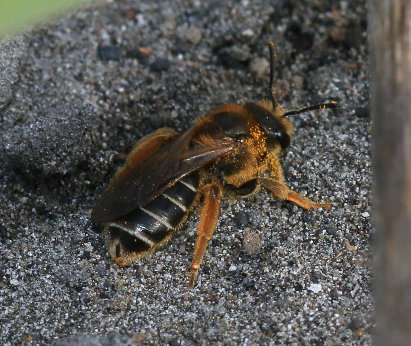 Image of Orange-legged furrow bee