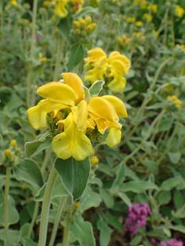 Image of shrubby Jerusalem sage