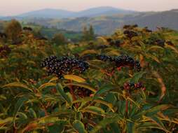 Imagem de Sambucus ebulus L.