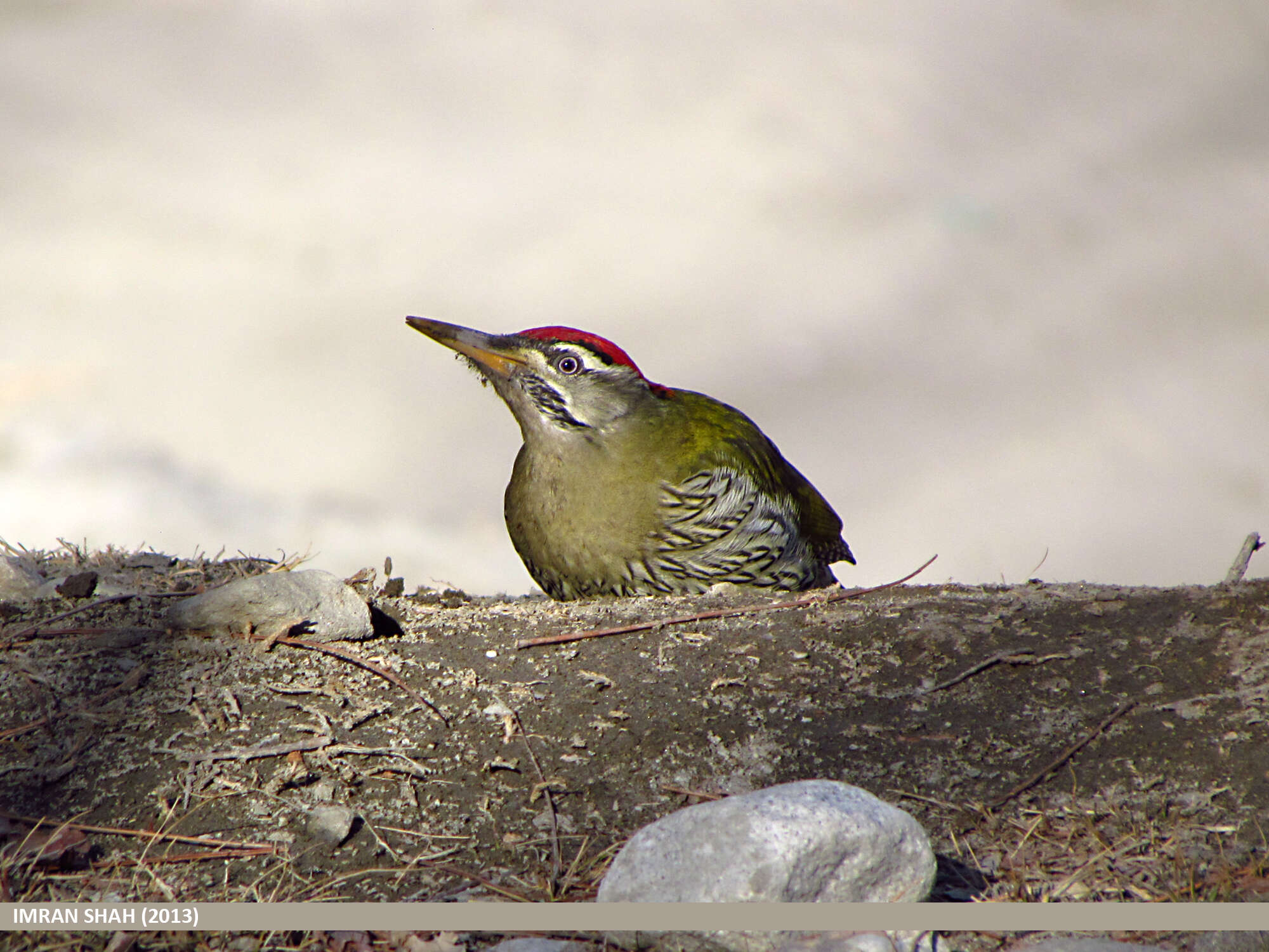 Image of Scaly-bellied Woodpecker