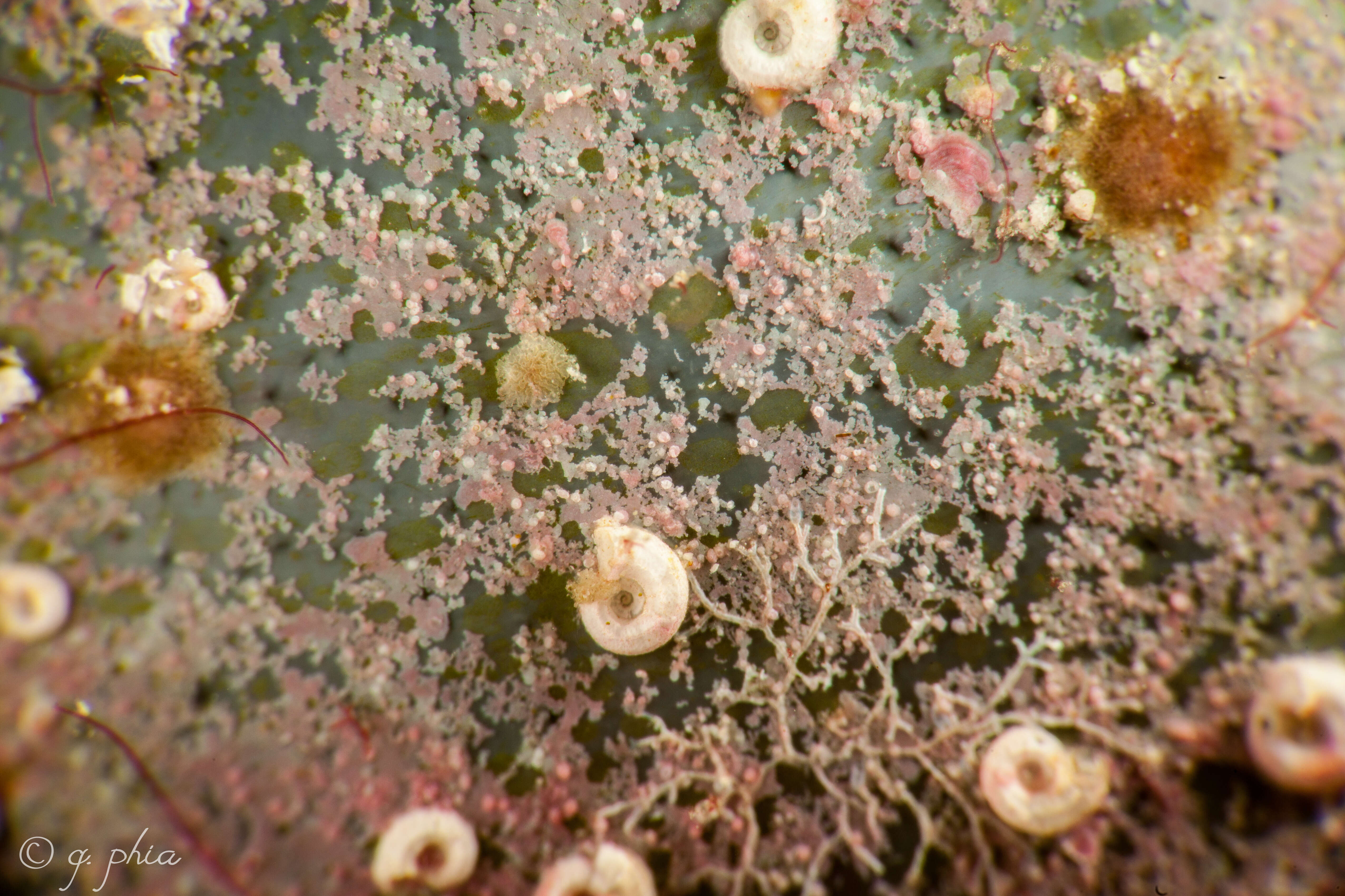 Image of Bubble algae