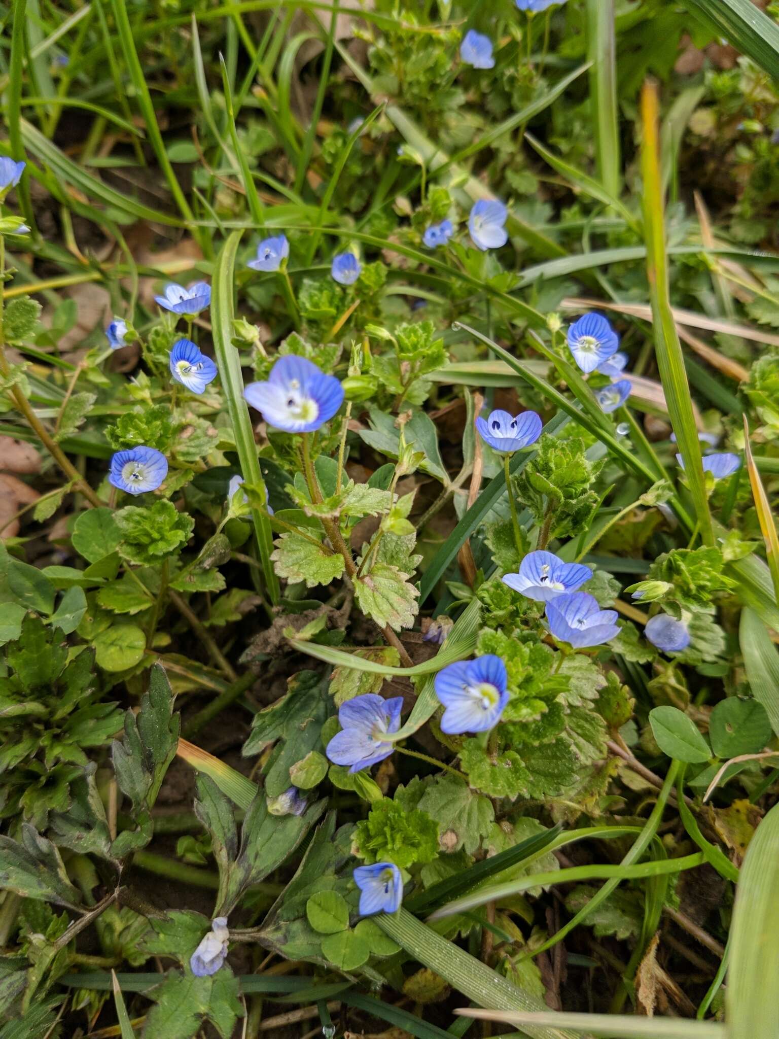 Image of birdeye speedwell