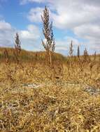 Image of Low Goosefoot