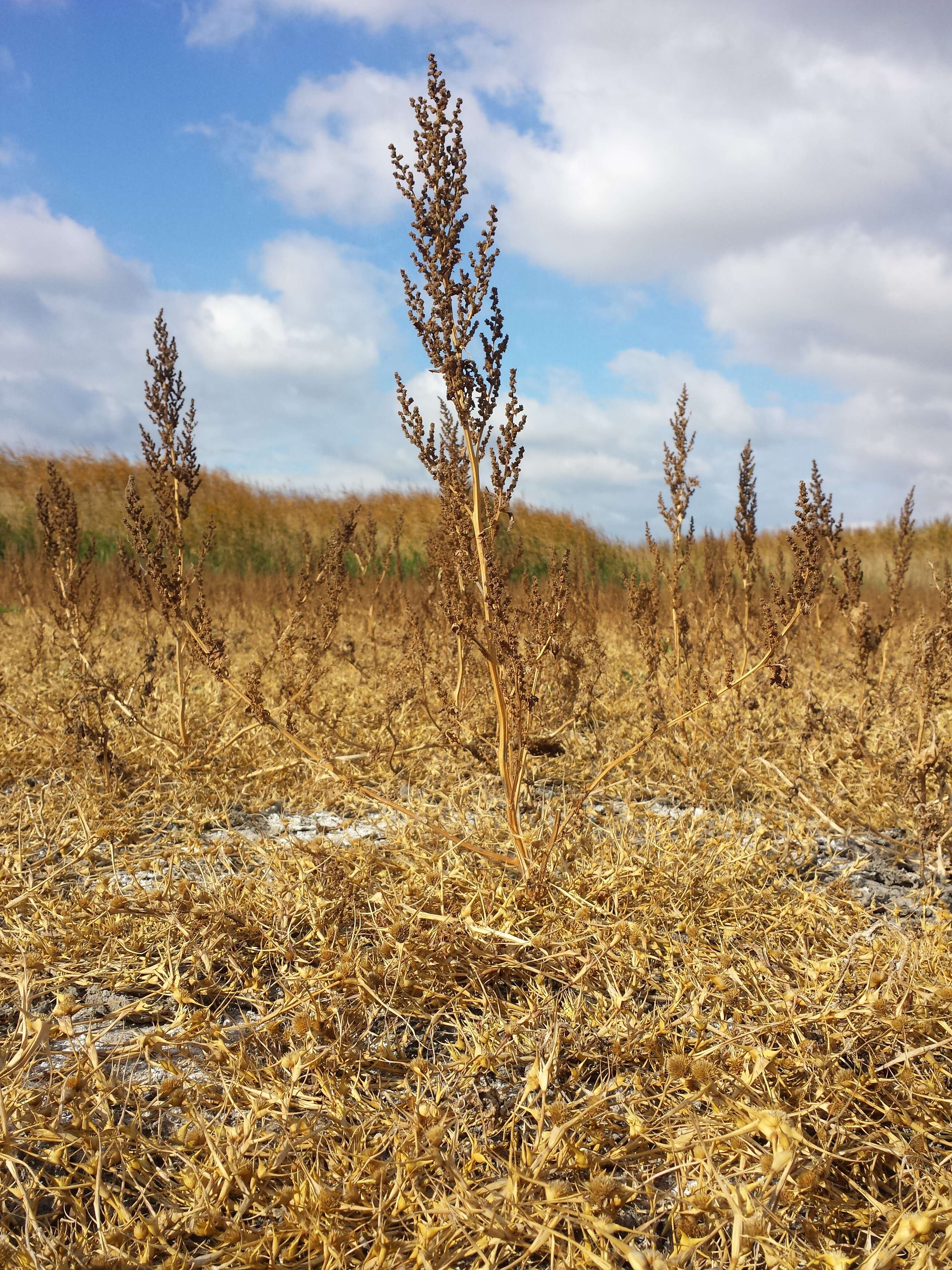 Image of Low Goosefoot