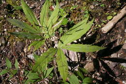 Image of Pinnate Coralroot