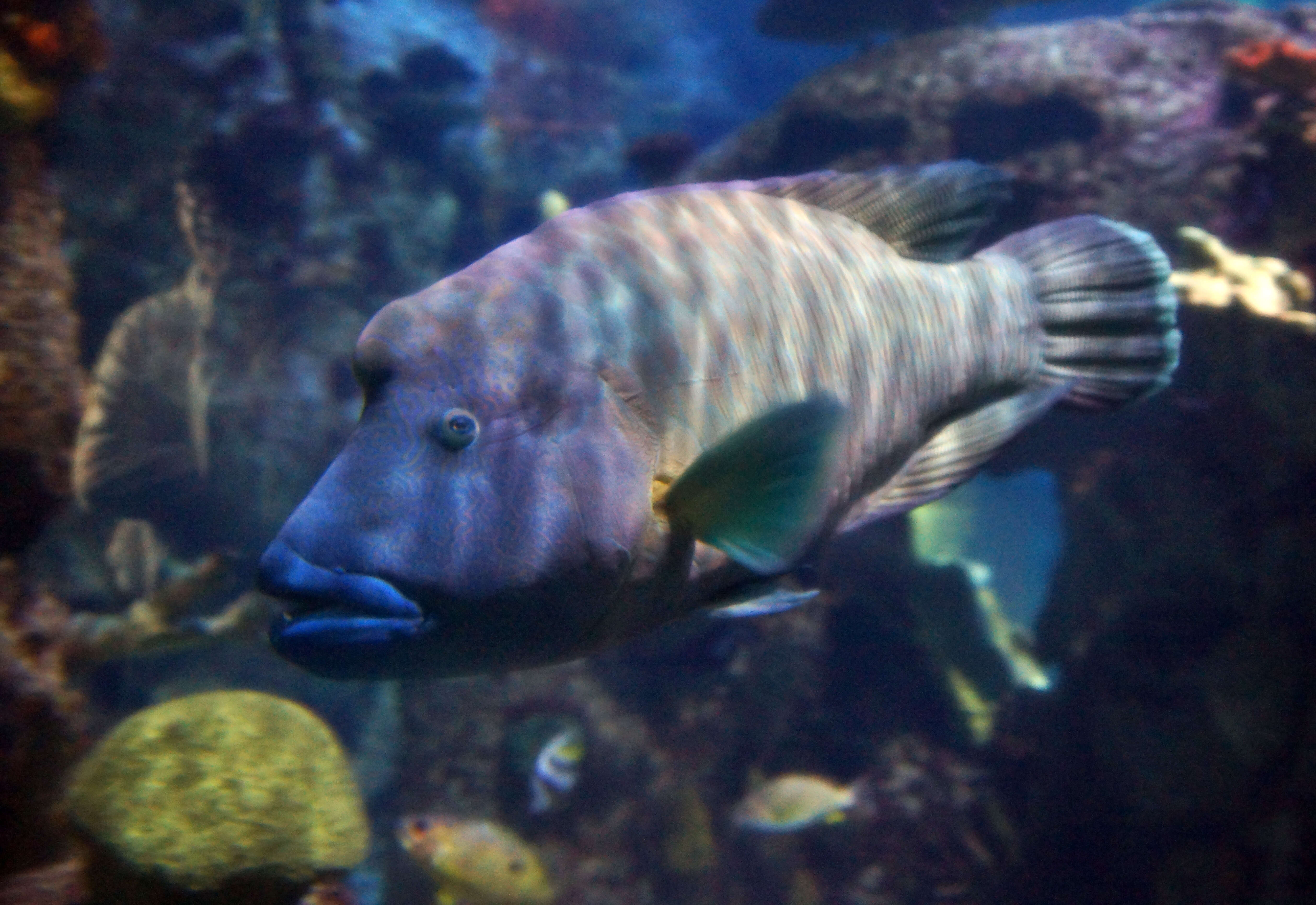 Image of Giant Wrasse