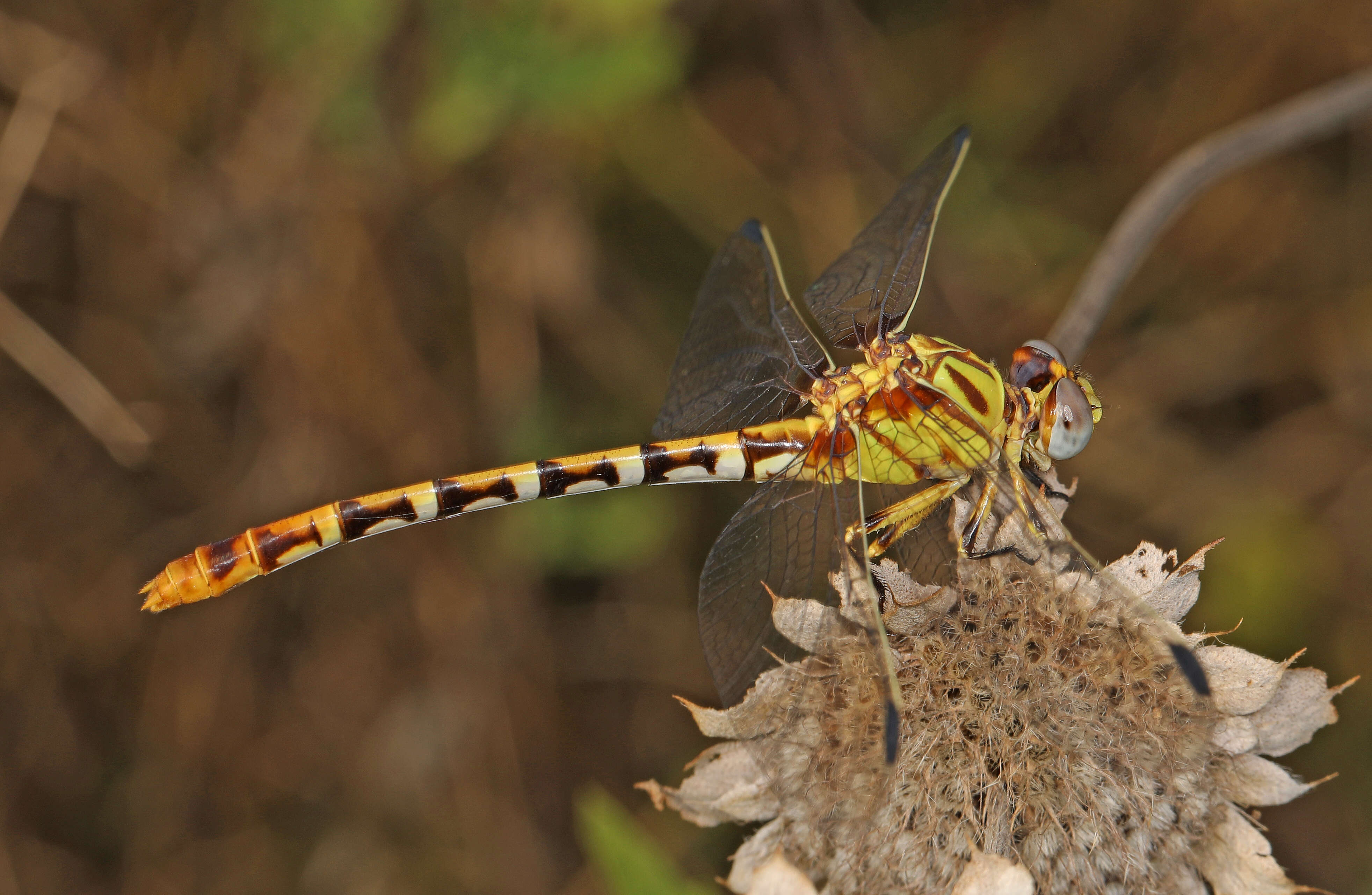 Imagem de Erpetogomphus designatus Hagen ex Selys 1858