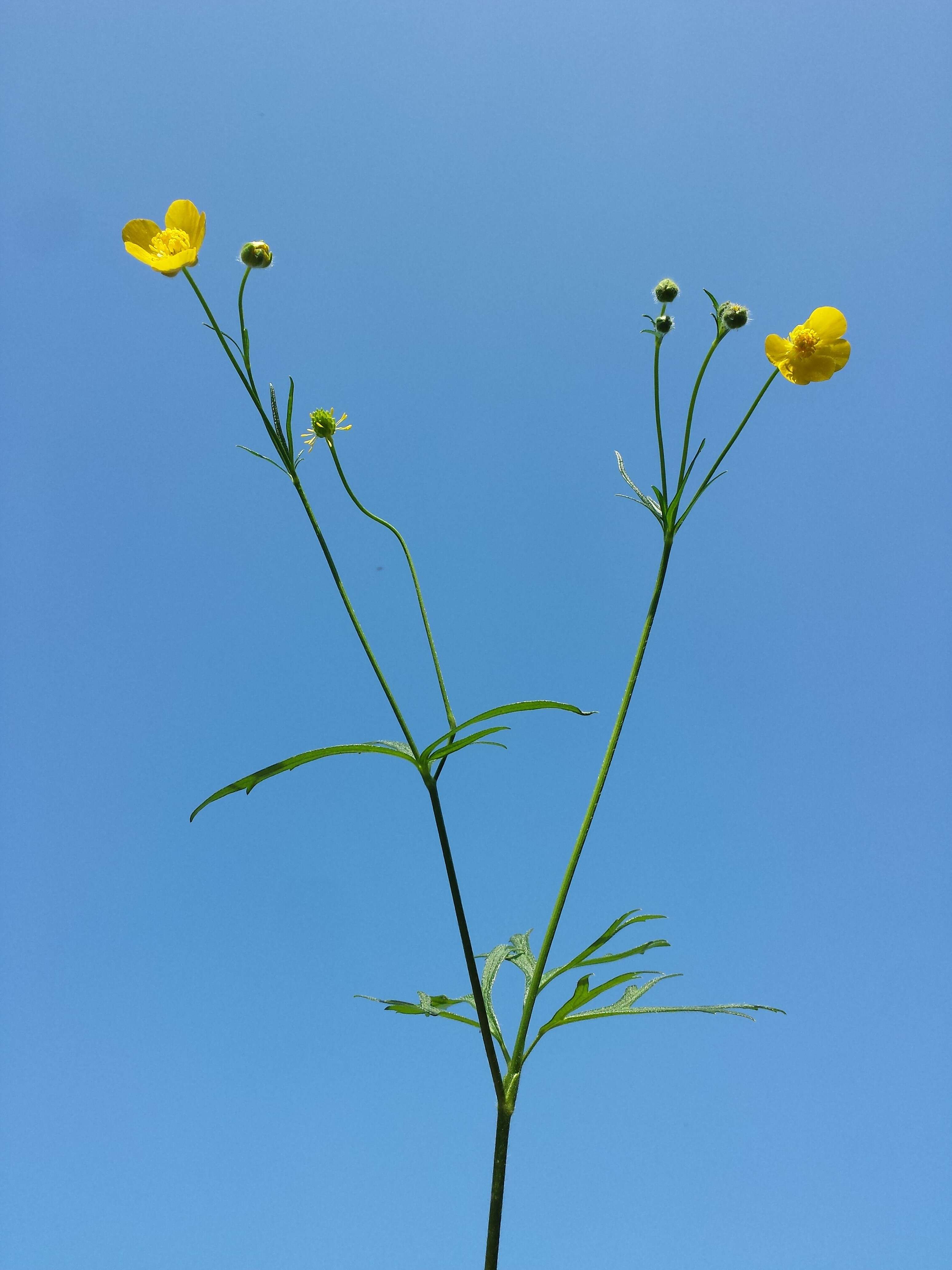 Image of Ranunculus polyanthemos L.