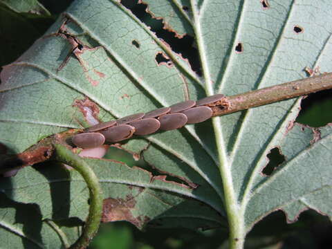 Image of Angle-wing Katydids