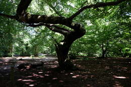 Imagem de Fagus sylvatica var. suentelensis